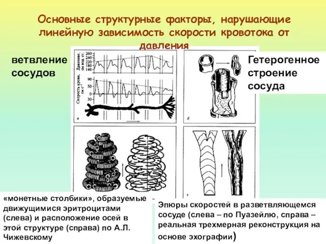 Основные структурные факторы, нарушающие линейную зависимость скорости кровотока от давления ветвление