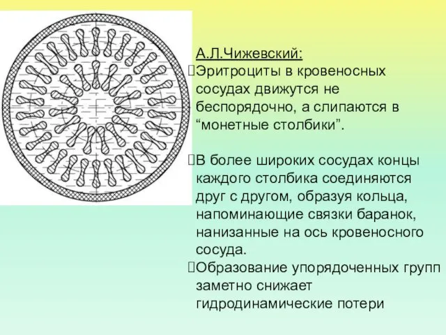 А.Л.Чижевский: Эритроциты в кровеносных сосудах движутся не беспорядочно, а слипаются в