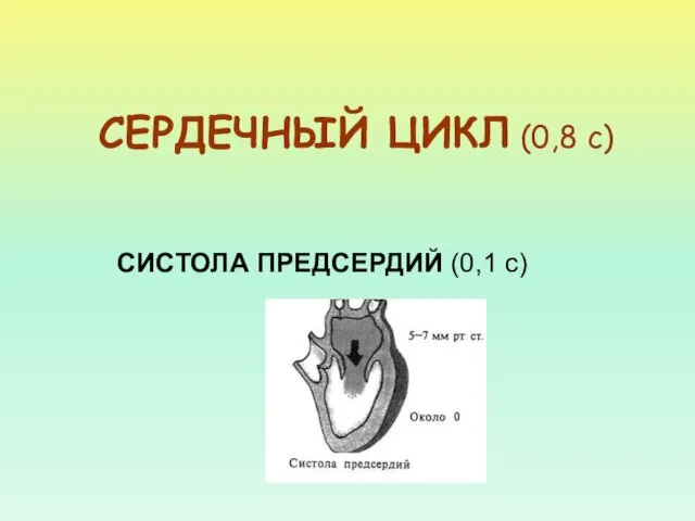 СИСТОЛА ПРЕДСЕРДИЙ (0,1 с) СЕРДЕЧНЫЙ ЦИКЛ (0,8 с)