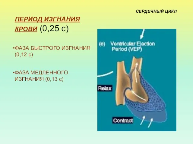 ПЕРИОД ИЗГНАНИЯ КРОВИ (0,25 с) ФАЗА БЫСТРОГО ИЗГНАНИЯ (0,12 с) ФАЗА