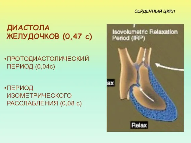 ДИАСТОЛА ЖЕЛУДОЧКОВ (0,47 с) ПРОТОДИАСТОЛИЧЕСКИЙ ПЕРИОД (0,04с) ПЕРИОД ИЗОМЕТРИЧЕСКОГО РАССЛАБЛЕНИЯ (0,08 с) СЕРДЕЧНЫЙ ЦИКЛ