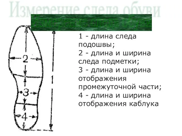 1 - длина следа подошвы; 2 - длина и ширина следа