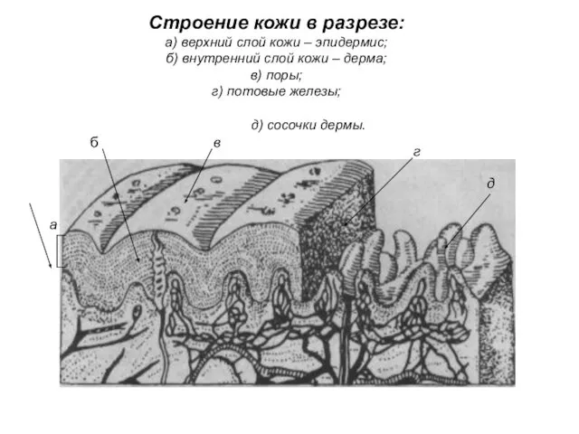 Строение кожи в разрезе: а) верхний слой кожи – эпидермис; б)