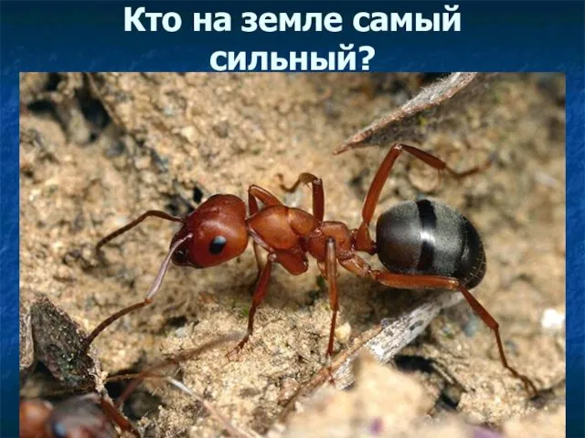 Кто на земле самый сильный?