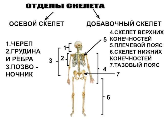 ОТДЕЛЫ СКЕЛЕТА ОСЕВОЙ СКЕЛЕТ ДОБАВОЧНЫЙ СКЕЛЕТ 1 2 3 1.ЧЕРЕП 2.ГРУДИНА