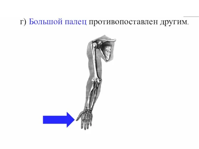 г) Большой палец противопоставлен другим.