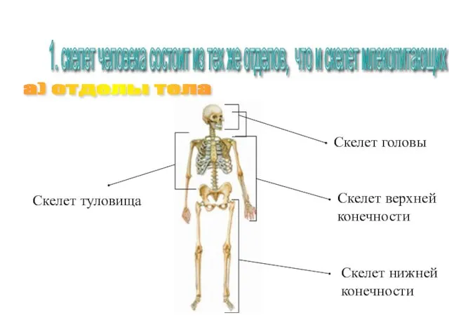 1. скелет человека состоит из тех же отделов, что и скелет