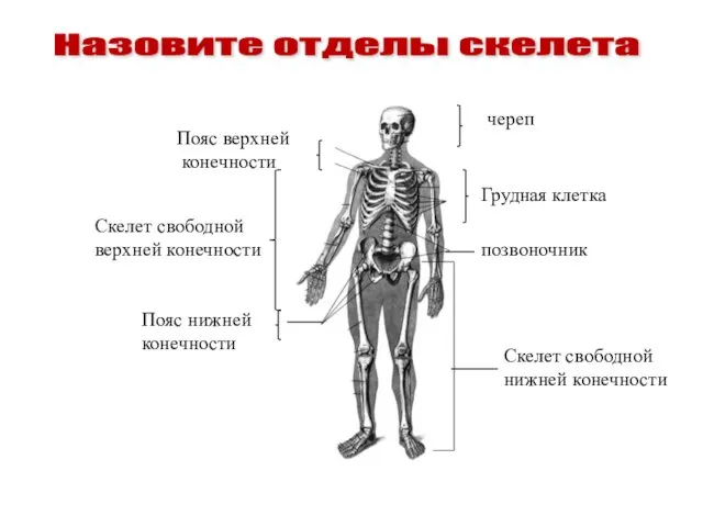 Назовите отделы скелета череп Пояс верхней конечности Скелет свободной нижней конечности