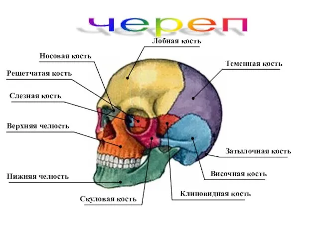 череп Решетчатая кость Слезная кость Носовая кость Лобная кость Теменная кость