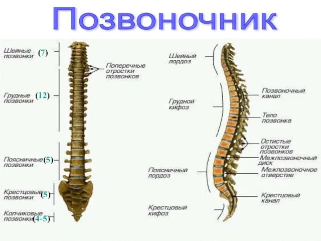 Позвоночник (7) (12) (5) (5) (4-5)