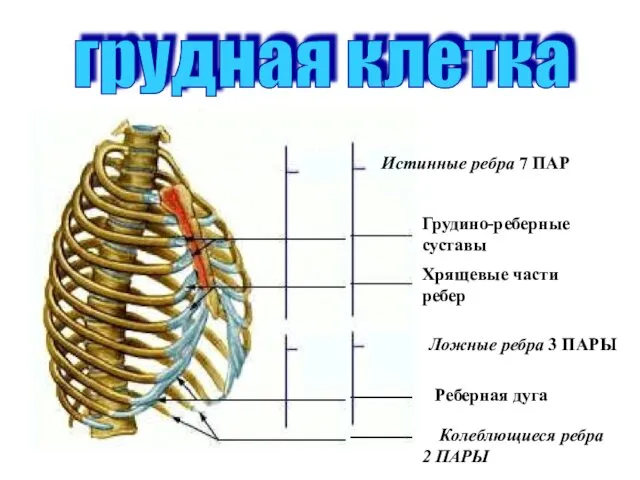 грудная клетка Истинные ребра 7 ПАР Грудино-реберные суставы Хрящевые части ребер