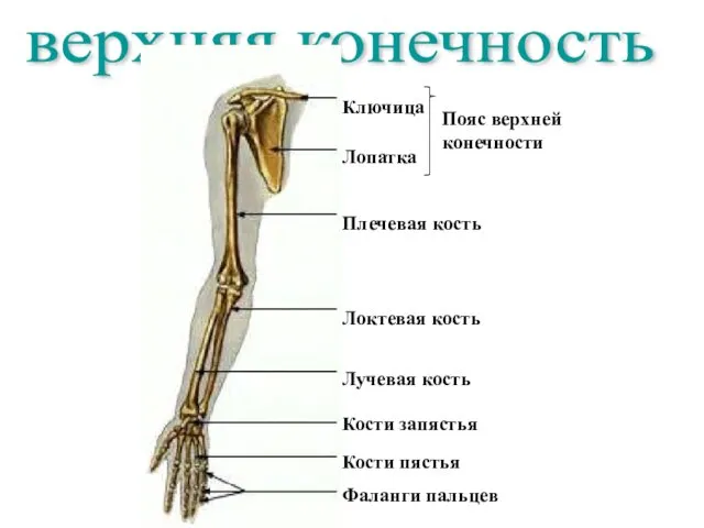 верхняя конечность Ключица Лопатка Плечевая кость Локтевая кость Лучевая кость Кости