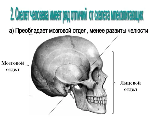 Мозговой отдел Лицевой отдел 2. Скелет человека имеет ряд отличий от