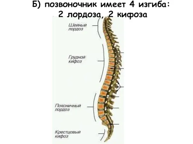 Б) позвоночник имеет 4 изгиба: 2 лордоза, 2 кифоза