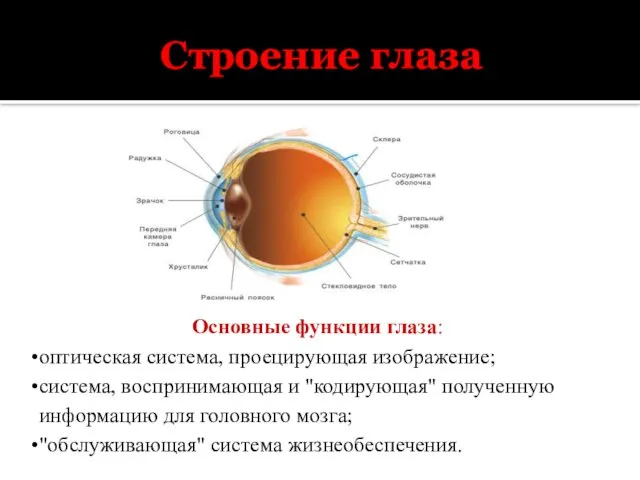 Строение глаза Основные функции глаза: оптическая система, проецирующая изображение; система, воспринимающая