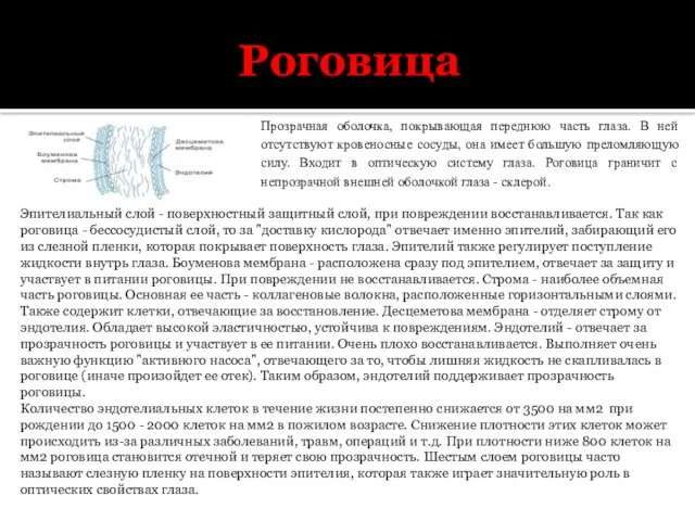 Роговица Прозрачная оболочка, покрывающая переднюю часть глаза. В ней отсутствуют кровеносные