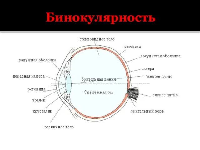 Бинокулярность