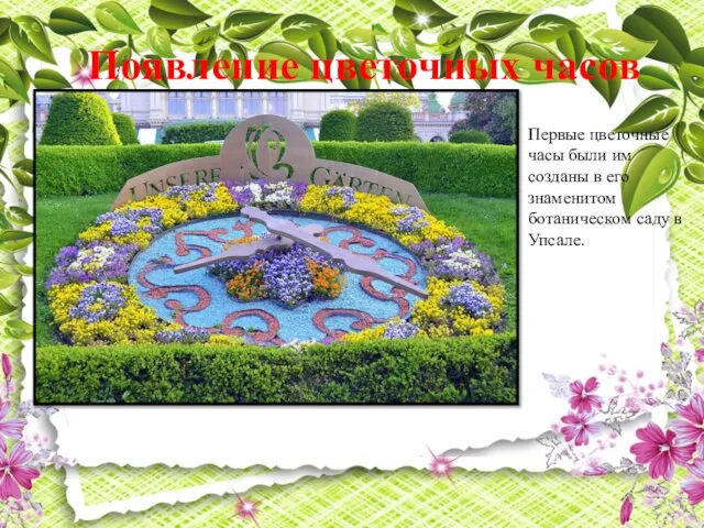Появление цветочных часов Первые цветочные часы были им созданы в его знаменитом ботаническом саду в Упсале.