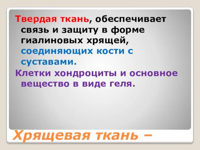 Хрящевая ткань – Твердая ткань, обеспечивает связь и защиту в форме