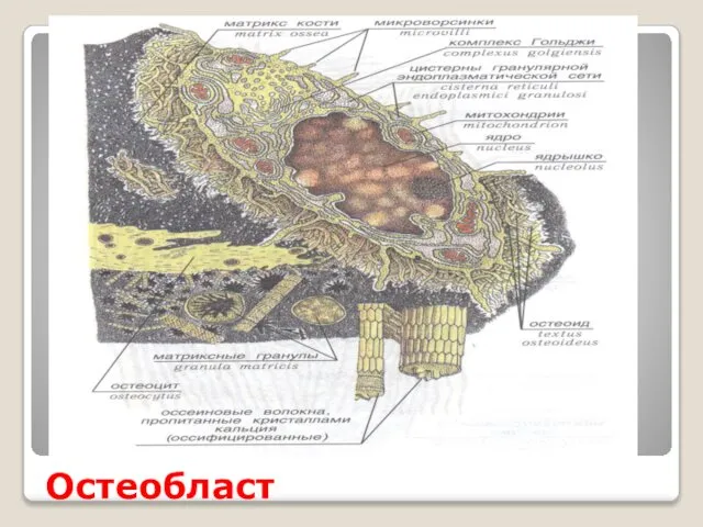 Остеобласт