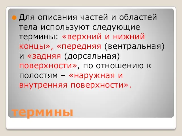 термины Для описания частей и областей тела используют следующие термины: «верхний