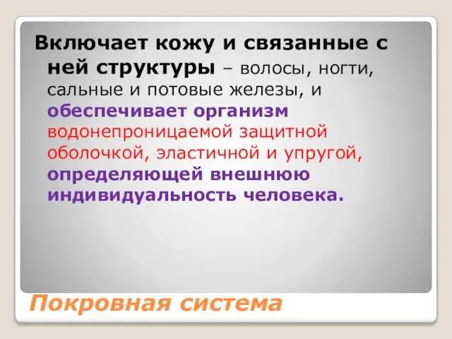 Покровная система Включает кожу и связанные с ней структуры – волосы,