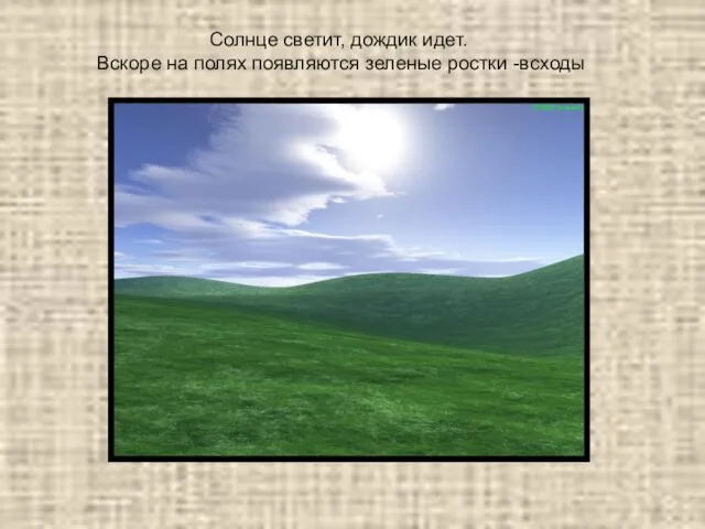 Солнце светит, дождик идет. Вскоре на полях появляются зеленые ростки -всходы