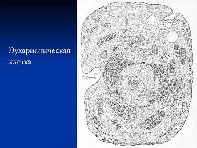 Эукариотическая клетка