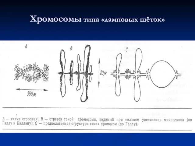 Хромосомы типа «ламповых щёток»