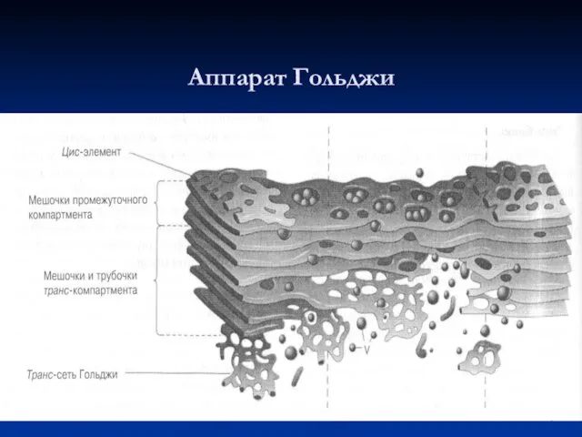 Аппарат Гольджи