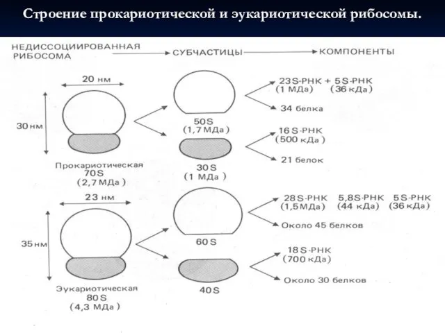 Строение прокариотической и эукариотической рибосомы. -