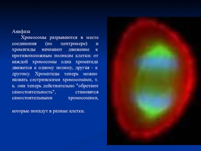 Анафаза Хромосомы разрываются в месте соединения (по центромере) и хроматиды начинают