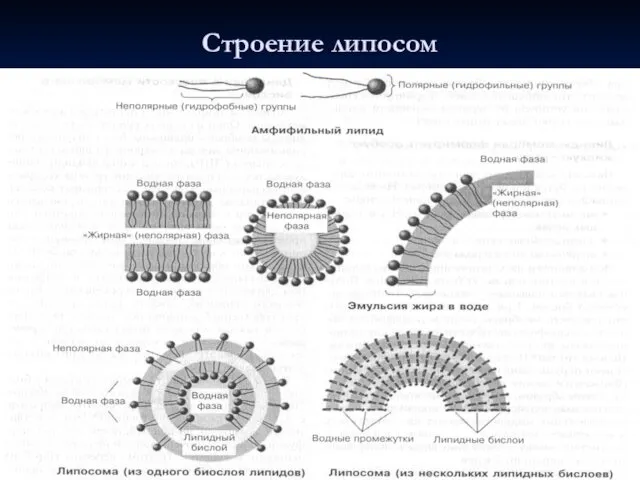 Строение липосом