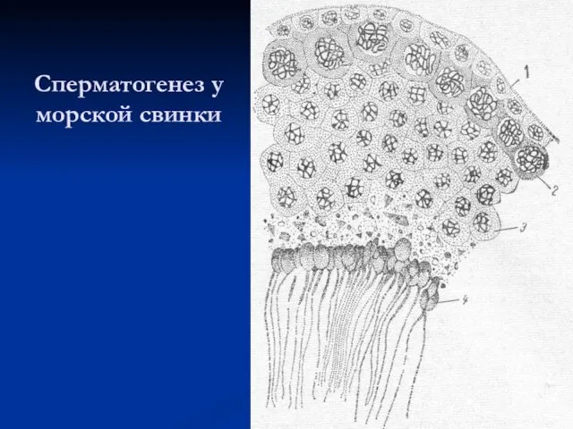 Сперматогенез у морской свинки