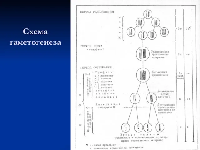 Схема гаметогенеза