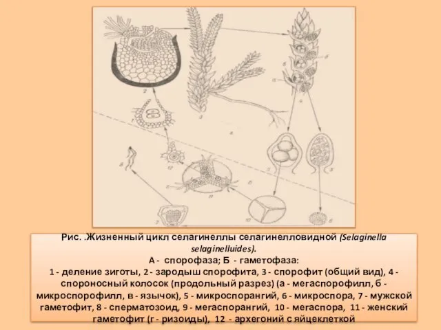 Рис. .Жизненный цикл селагинеллы селагинелловидной (Selaginella selaginelluides). A - спорофаза; Б
