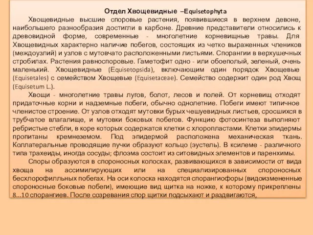 Отдел Хвощевидные –Еquisetophyta Хвощевидные высшие споровые растения, появившиеся в верхнем девоне,