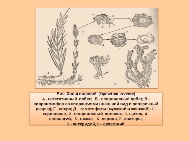 Рис. Хвощ полевой (Equisetum arvense) A - вегетативный побег; Б -