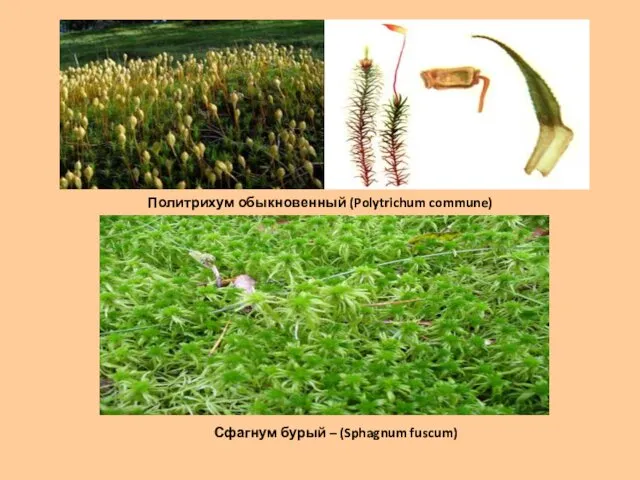 Политрихум обыкновенный (Polytrichum commune) Сфагнум бурый – (Sphagnum fuscum)