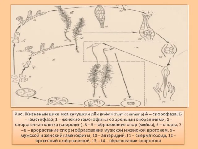 Рис. Жизненый цикл мха кукушкин лён (Polytrichum commune) А – спорофаза;