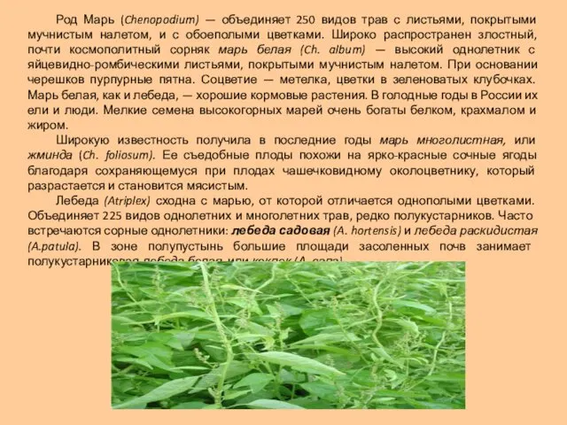 Род Марь (Chenopodium) — объединяет 250 видов трав с листьями, покрытыми