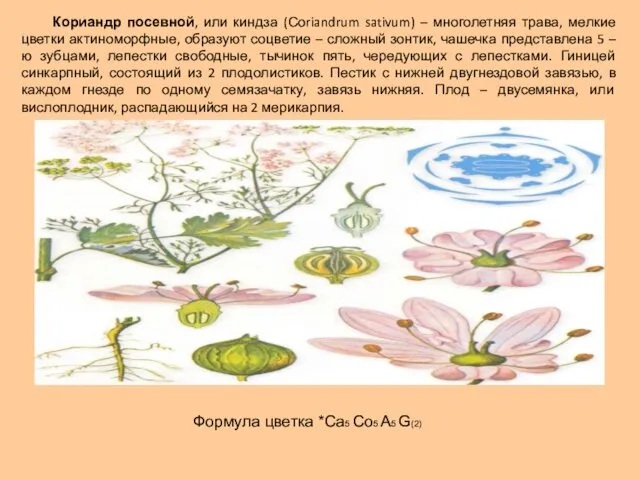 Кориандр посевной, или киндза (Соriandrum sativum) – многолетняя трава, мелкие цветки