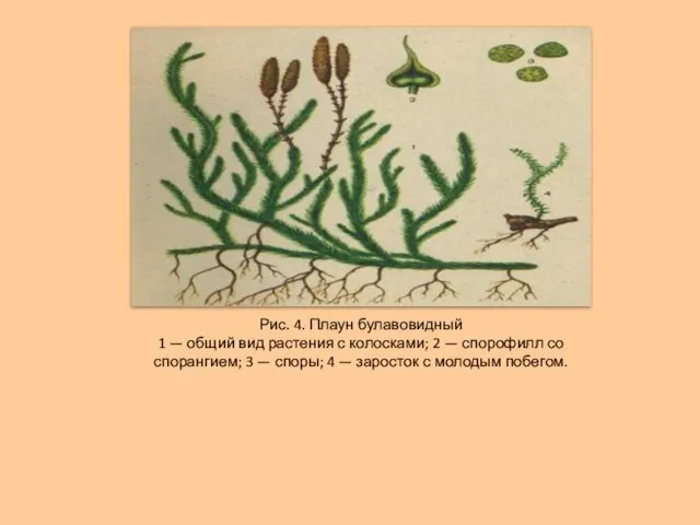 Рис. 4. Плаун булавовидный 1 — общий вид растения с колосками;