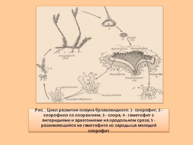 Рис. . Цикл развития плауна булавовидного: 1- спорофит; 2 - спорофилл