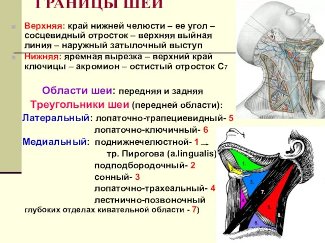 ГРАНИЦЫ ШЕИ Верхняя: край нижней челюсти – ее угол – сосцевидный