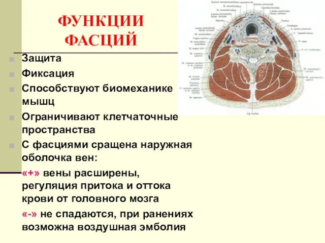 ФУНКЦИИ ФАСЦИЙ Защита Фиксация Способствуют биомеханике мышц Ограничивают клетчаточные пространства С