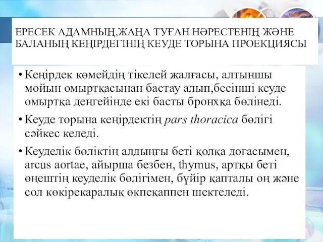 ЕРЕСЕК АДАМНЫҢ,ЖАҢА ТУҒАН НӘРЕСТЕНІҢ ЖӘНЕ БАЛАНЫҢ КЕҢІРДЕГІНІҢ КЕУДЕ ТОРЫНА ПРОЕКЦИЯСЫ Кеңірдек