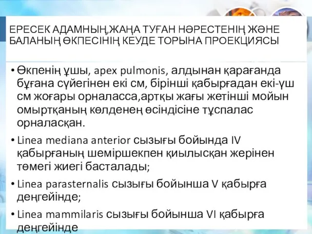 ЕРЕСЕК АДАМНЫҢ,ЖАҢА ТУҒАН НӘРЕСТЕНІҢ ЖӘНЕ БАЛАНЫҢ ӨКПЕСІНІҢ КЕУДЕ ТОРЫНА ПРОЕКЦИЯСЫ Өкпенің