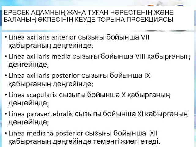 ЕРЕСЕК АДАМНЫҢ,ЖАҢА ТУҒАН НӘРЕСТЕНІҢ ЖӘНЕ БАЛАНЫҢ ӨКПЕСІНІҢ КЕУДЕ ТОРЫНА ПРОЕКЦИЯСЫ Linea