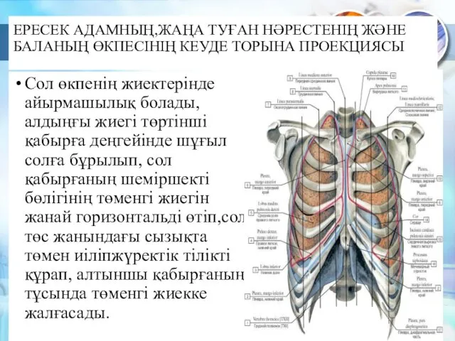 ЕРЕСЕК АДАМНЫҢ,ЖАҢА ТУҒАН НӘРЕСТЕНІҢ ЖӘНЕ БАЛАНЫҢ ӨКПЕСІНІҢ КЕУДЕ ТОРЫНА ПРОЕКЦИЯСЫ Сол